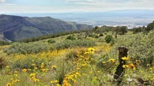 burleson ridge yellow flower field and view