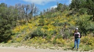 w side rd yellow woods